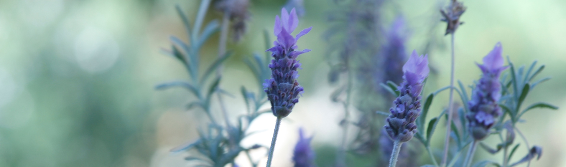 Lavender FAQs page Nourish Naturally FAQs lavender soap essential oil
