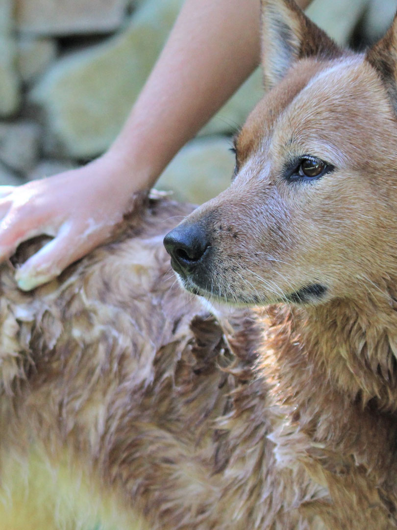 Straddie Dog Wash natural dog shampoo